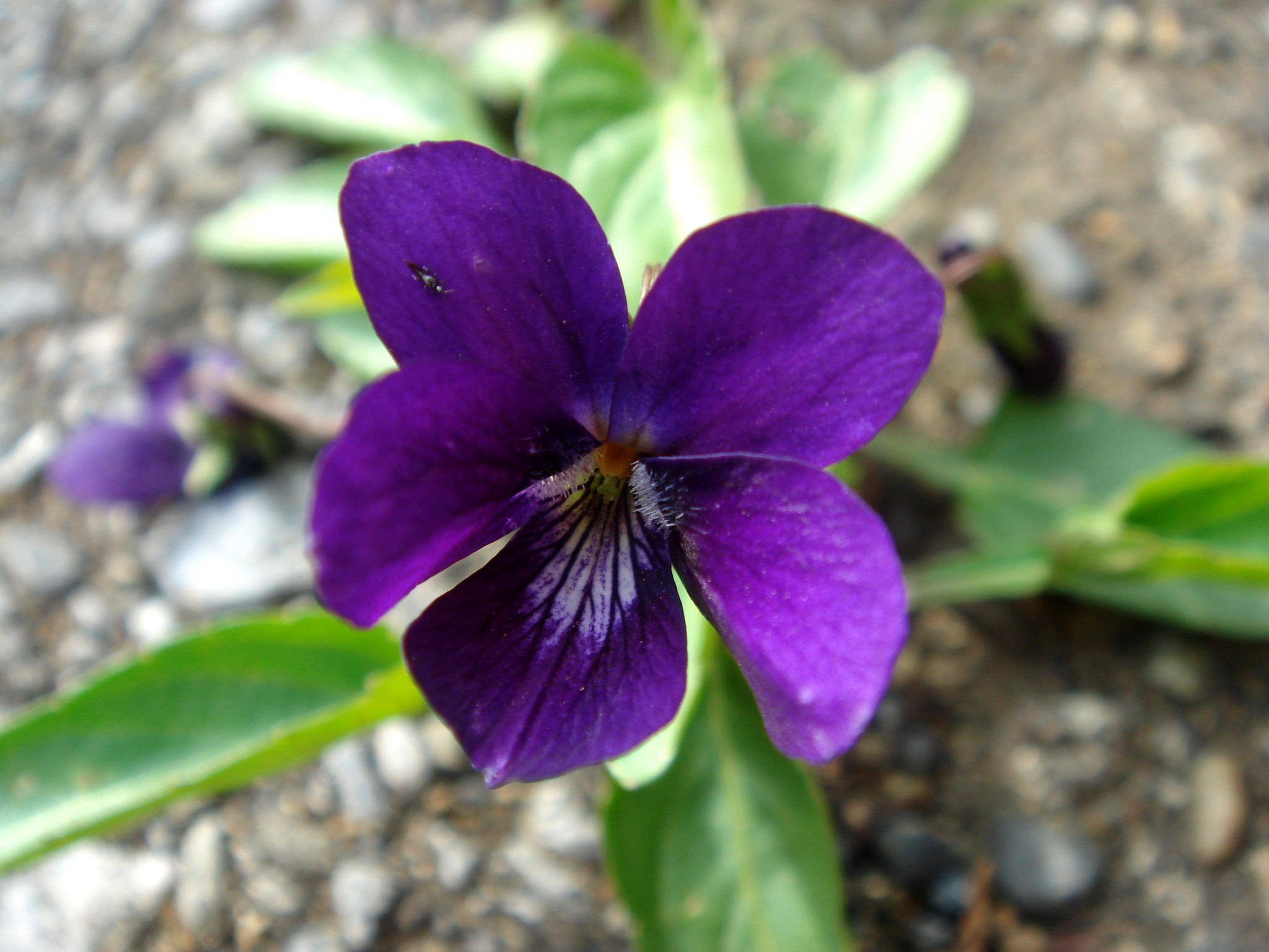 Viola mandshurica W. Becker var. traingularis (Franchet & Savatier) M